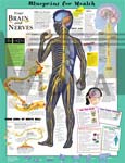 Blueprint for Health - Your Brain & Nerves - Anatomical Chart